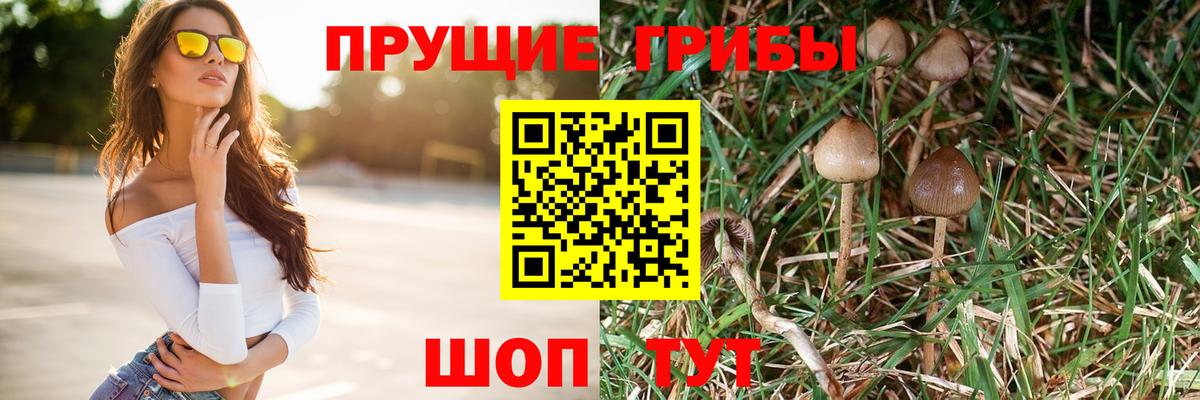 Качканар  Галлюциногенные грибы Psilocybe  Вход с VPN 
